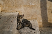 γατα σε σκαλοπατια