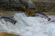 Nορβηγία: Εταιρεία θαλασσινών προσφέρει αμοιβή για σολομούς που δραπέτευσαν