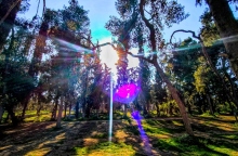 ηλιος, ουρανος, δεντρα