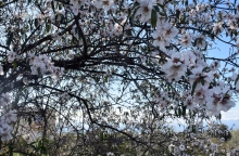 δεντρο, κλαδια, λουλουδια, ουρανος