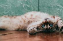 Οικόσιτες γάτες ταξίδεψαν από τον Silk Road στην Κίνα πριν από περίπου 1.400 χρόνια