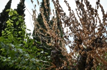 Ατμοσφαιρική ρύπανση: Οι πιο μολυσμένες περιοχές στην Ελλάδα για το 2024