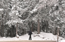 χιονια, πεζος, δεντρα