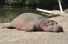 Πενήντα ιπποπόταμοι σκοτώθηκαν από άνθρακα στο αρχαιότερο εθνικό πάρκο της Αφρικής