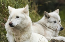 2 ασπροι λυκοι