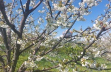 Οι ανθισμένες κερασιές της Πιερίας