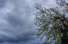 ουρανος, συννεφα, δεντρα