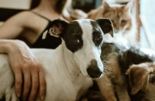 γατες, σκυλοι