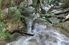 δασος, ποταμι