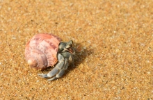 καβουρι, παραλια