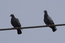 περιστερια