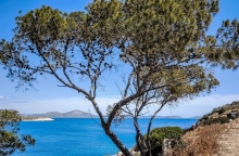 δεντρο, θαλασσα, ουρανος