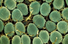 Το πρώτο εμβόλιο κατά της γονόρροιας ξεκινά πιλοτικά στην Αγγλία