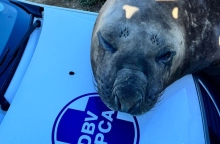 Νότια Αφρική: Θαλάσσιος ελέφαντας, αυτοκινητο