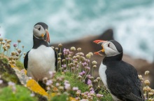 Ένας αριθμός-ρεκόρ πάφιν (φρατέρκουλων) καταγράφηκε φέτος σε ένα μικρό νησί ανοιχτά των ακτών του Πέμπροκσαϊρ