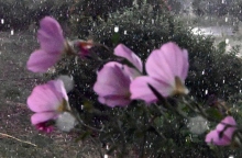 Καιρός, βροχη, λουλουδια