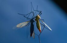 Ιός Δυτικού Νείλου