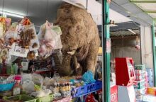 Πεινασμένος ελέφαντος εισέβαλε σε σουπερμάρκετ της Ταϊλάνδης 