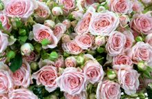 Εορτολόγιο: Ποιοι γιορτάζουν σήμερα 7 Σεπτεμβρίου 2025; H Athens Voice σου τους θυμίζει