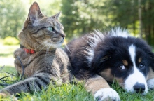 Περισσότερα από 1,3 εκατ. κατοικίδια έχουν καταγραφεί στο Εθνικό Μητρώο Ζώων Συντροφιάς