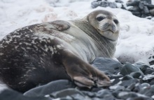 Ραγδαία μείωση στους πληθυσμούς φώκιας της Ανταρκτικής λόγω της τήξης των πάγων