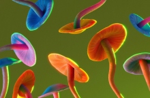 Νέα Ζηλανδία, μανιταρια