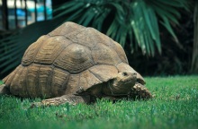 Πατέρας για πρώτη φορά στα 135 - Η γιγαντιαία χελώνα Γολιάθ απέκτησε απόγονο