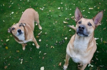 Βέροια, σκυλια