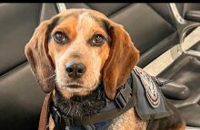 Απελάθηκε άνδρας που κλότσησε σκυλί στο αεροδρόμιο Ντάλες των ΗΠΑ