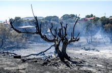 Φωτιά, καμμενο δεντρο