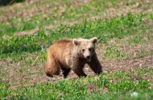 Αρκτούρος: Η Μάρθα επέστρεψε στο φυσικό της σπίτι - Η ιστορία της μικρής αρκούδας