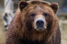 Ρουμανία: Aρκούδα έσυρε σε φαράγγι μοτοσικλετιστή στα Καρπάθια και τον σκότωσε