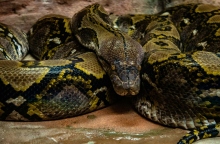 Ινδονησία, πύθωνας