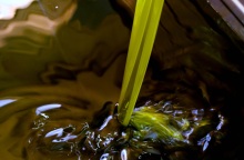 Reuters: Οι δασμοί Τραμπ αναγκάζουν Έλληνες παραγωγούς ελαιόλαδου να αναζητήσουν νέες αγορές