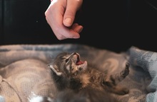 Το γατάκι σας δαγκώνει ξαφνικά και χωρίς λόγο; Ίσως δεν είναι αυτό που νομίζετε 