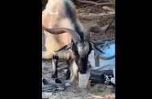 Κατσίκα σε ελληνική παραλία απολαμβάνει μοχίτο