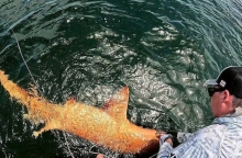 Πορτοκαλί καρχαρίας