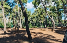 Το Άλσος Χωροφυλακής