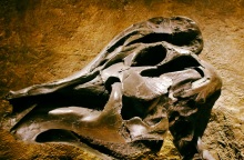 Ανακάλυψη σπάνιου απολιθώματος στην Ινδία φέρνει στο φως την εποχή των δεινοσαύρων