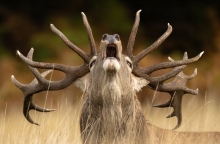 φωτογραφία, ταρανδος