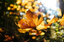 Εορτολόγιο, φθινοπωρινο φύλλο