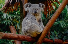 Αυστραλία: SOS για τα κοάλα, εξαφανίζονται από χλαμύδια - Εγκρίθηκε το πρώτο εμβόλιο για να σωθούν