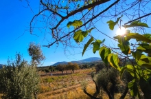 καιρος, δασος, ηλιος