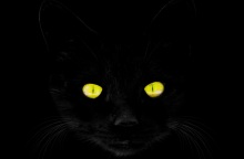 Σε αυτή την πόλη απαγορεύτηκαν οι υιοθεσίες μαύρων γάτων - Ο λόγος