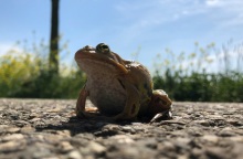 Ανακαλύφθηκαν τρία νέα είδη ζώων σε απομονωμένο νησί της Αυστραλίας