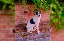 Αδέσποτα ζώα στην Ελλάδα