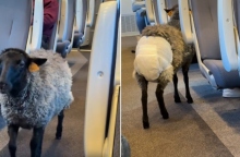 πρόβατο με πάνα σε τρένο