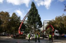 Η Αθήνα μπαίνει σε γιορτινούς ρυθμούς: Έφτασε το χριστουγεννιάτικο δέντρο από τη Βυτίνα