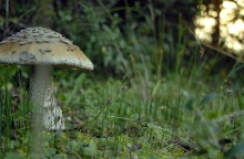 Στην Ιταλία για μεταμόσχευση ήπατος το ζευγάρι που κατανάλωσε δηλητηριώδη μανιτάρια