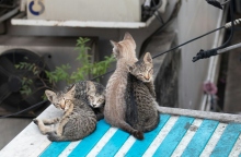 Νέα Ζηλανδία, γατες